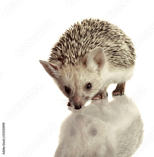 little hedgehog isolate on white
