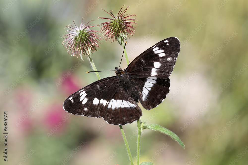 Fototapeta premium White admiral, Ladoga camilla