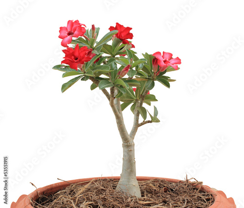Fototapeta Naklejka Na Ścianę i Meble -  Flower Pink Adenium