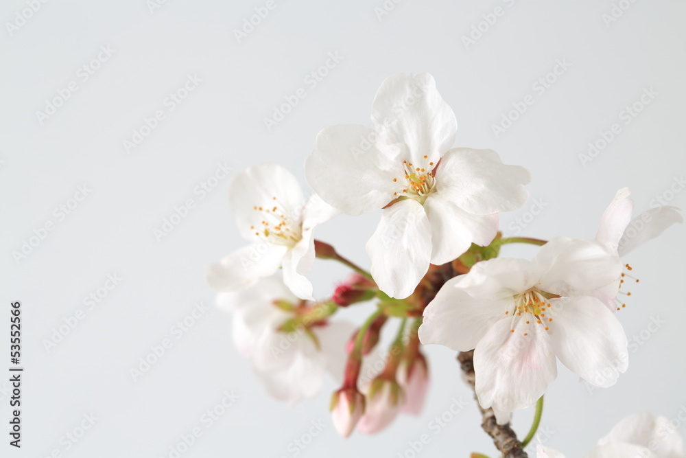 桜
