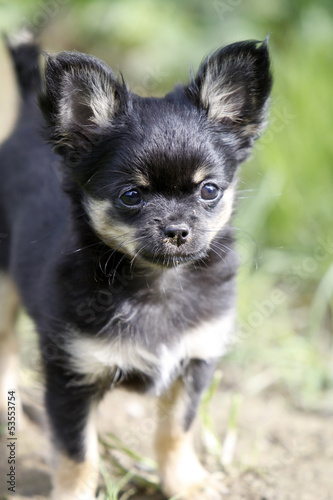 Fototapeta Naklejka Na Ścianę i Meble -  Chihuahua