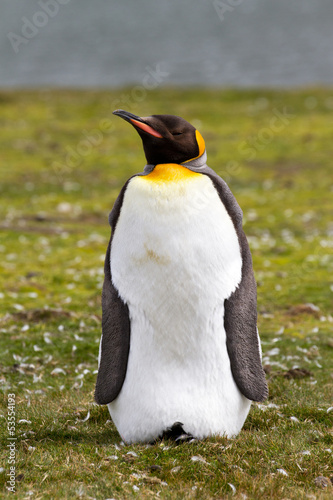 King Penguin