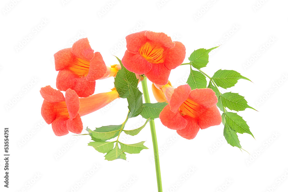 Obraz premium Beautiful orange trumpet flower isolated on a white