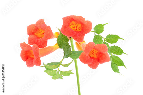 Beautiful orange trumpet flower isolated on a white