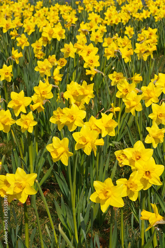 Spring daffodils background