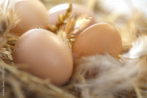 fresh eggs in a nest