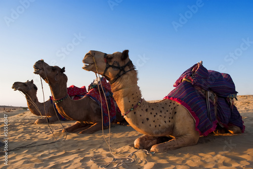 Camel for riding activity in India photo