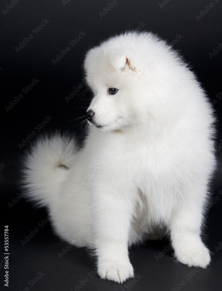 Samoyed puppy Samoyed puppy