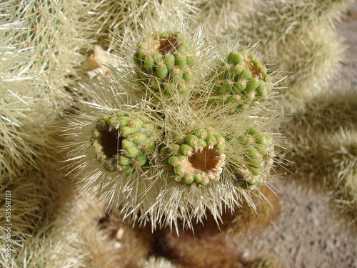 cholla cactus