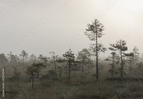 Misty marsh with pine trees