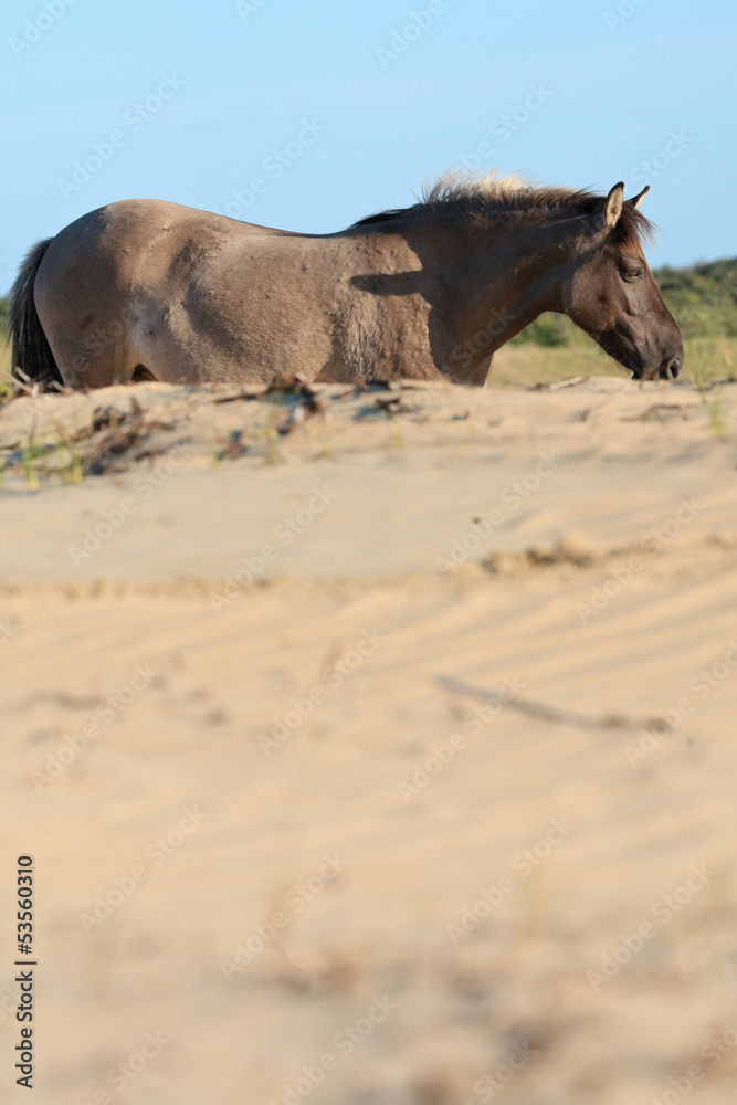 Fototapeta premium Wild horse in grass dune landscape. Konik horse.