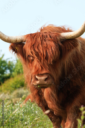 Close-up of scottish highlander cow walking to camera. Eating gr