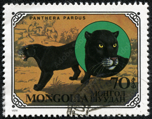 Obraz na płótnie stamp printed in Mongolia shows wild cats Black panthers w salonie
