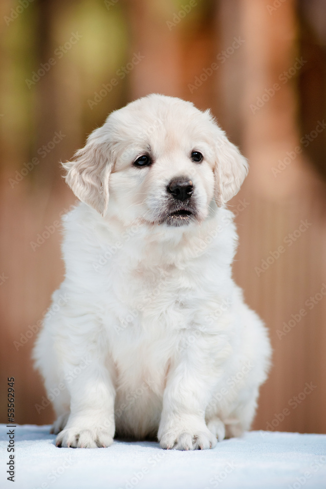 puppy portrait outdoors