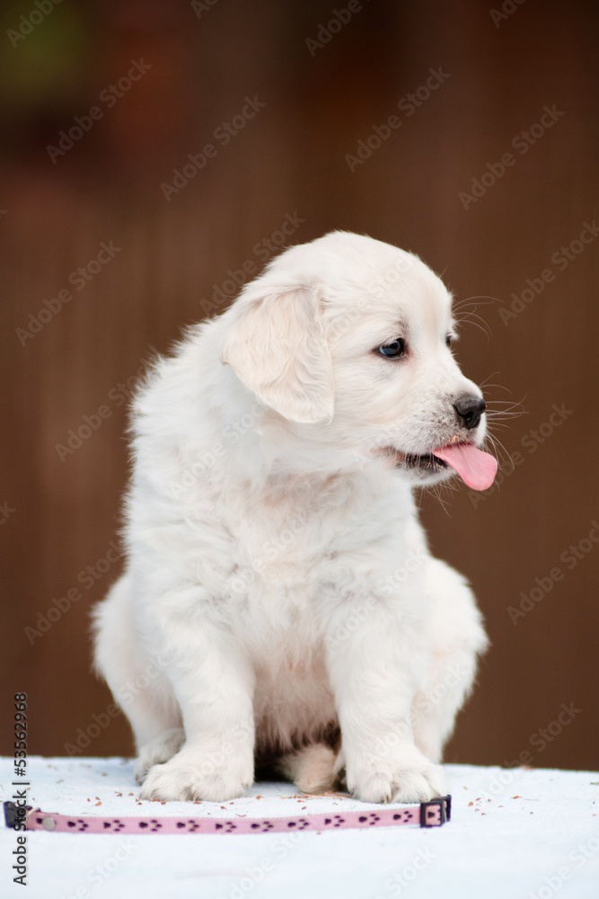 funny golden retriever puppy showing tongue