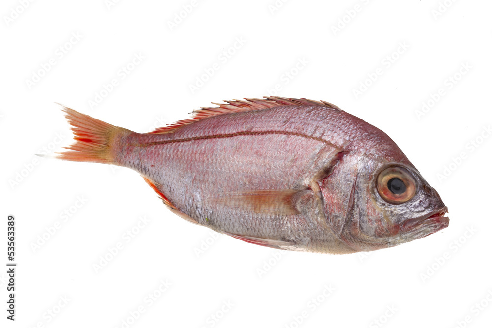 Raw Sea Perch