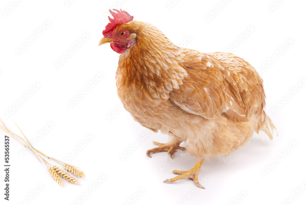 Fototapeta premium Brown chicken on a white background