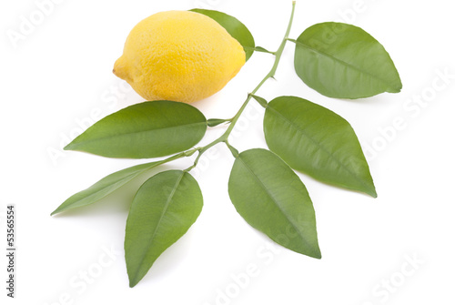 Lemon and lemon tree twig.
