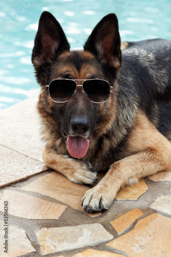 German shepherd dog with sunglasses