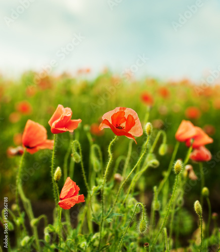 Field of flowers