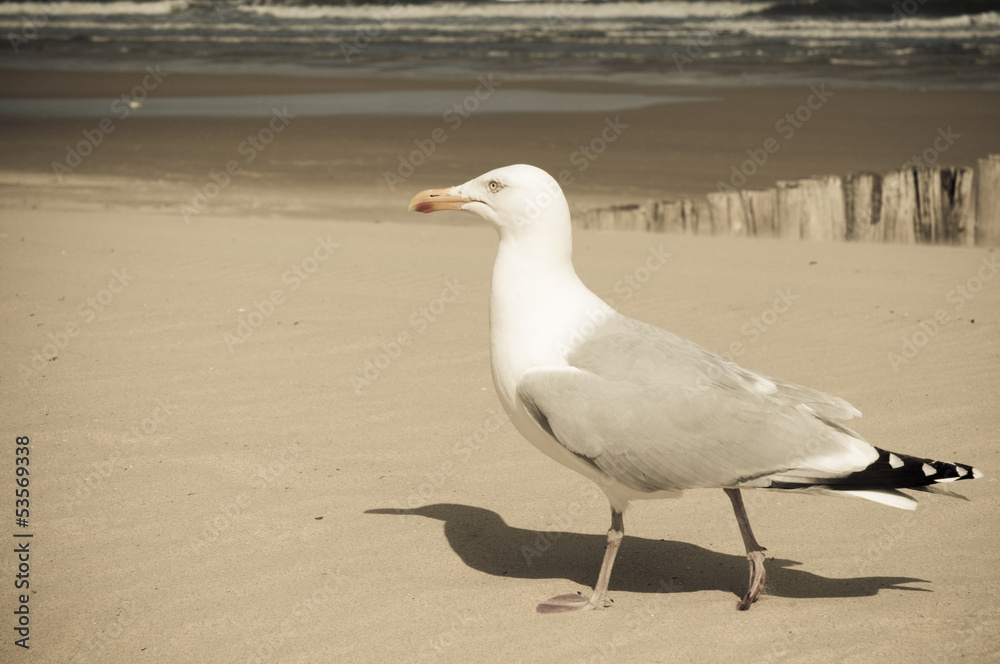 Obraz premium Strandläufer