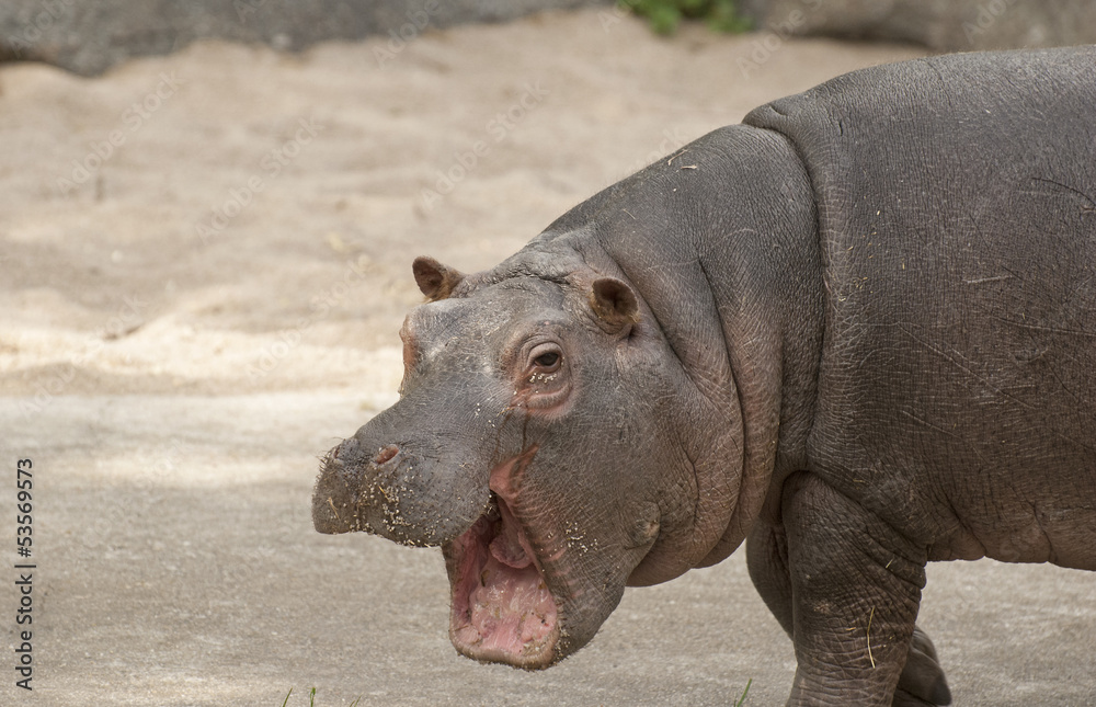 Small hippo Small hippo