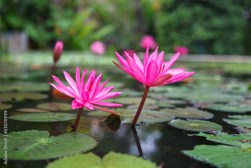 Beautiful pink lotus in the pond Beautiful pink lotus in the pond