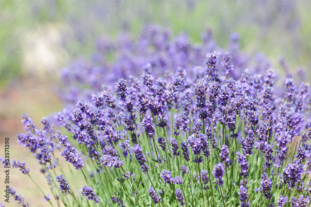 Naklejka premium lavender bushes