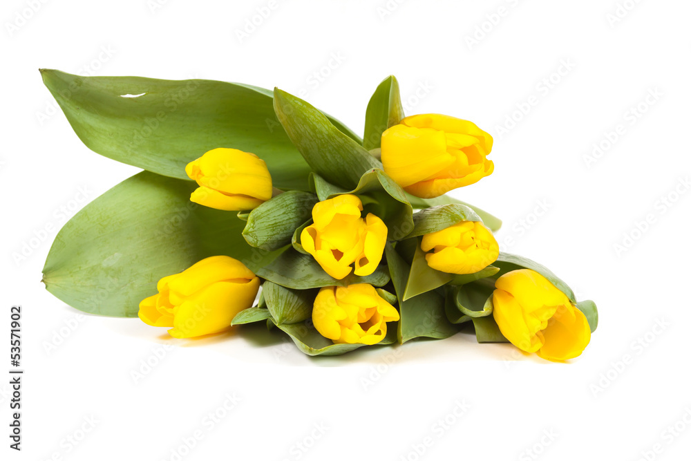 Bunch of fresh yellow tulips isolated on white background Bunch of fresh yellow tulips isolated on white background