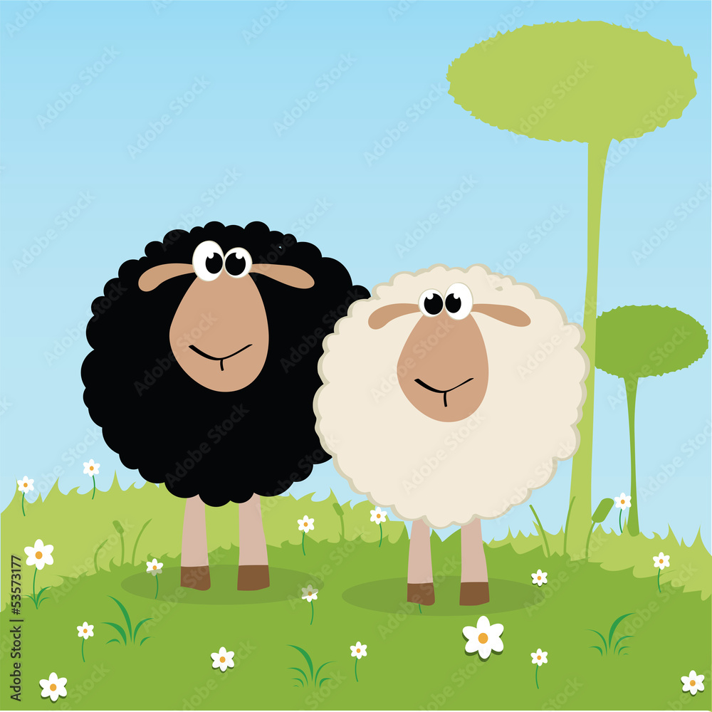 black and white sheep black and white sheep