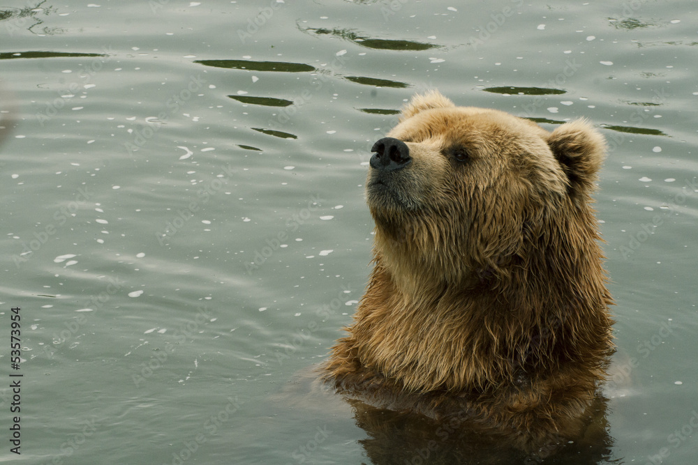 Obraz premium Kodiak bear