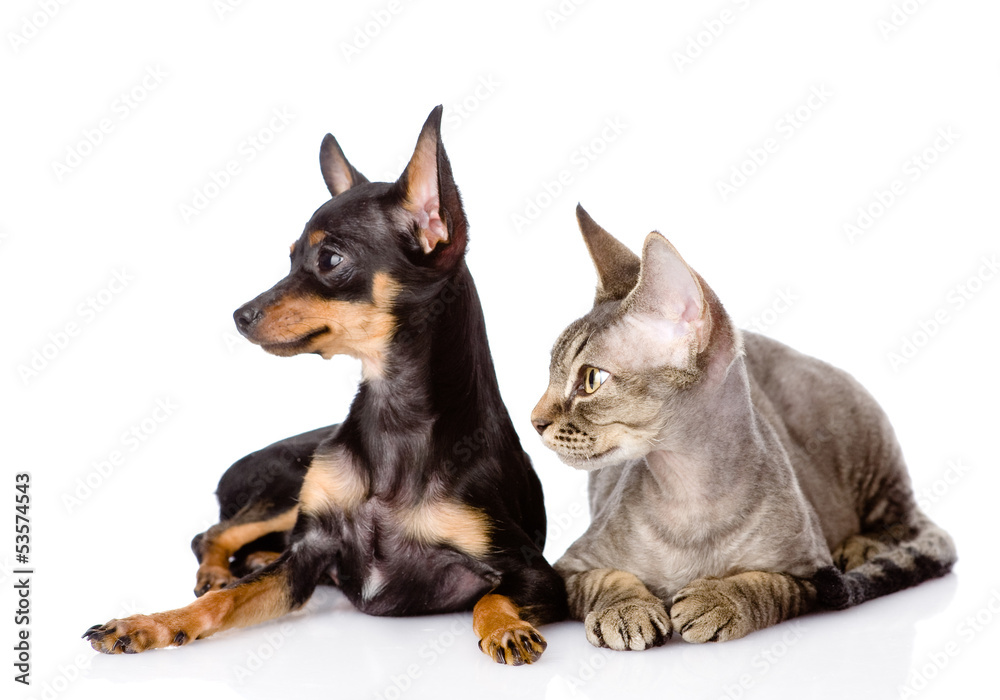 devon rex cat and toy-terrier puppy together.isolated