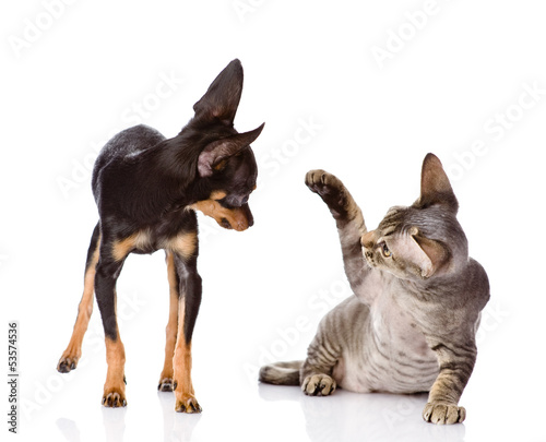 Fototapeta Naklejka Na Ścianę i Meble -  the cat beats a paw on a nose of a dog. isolated on white 