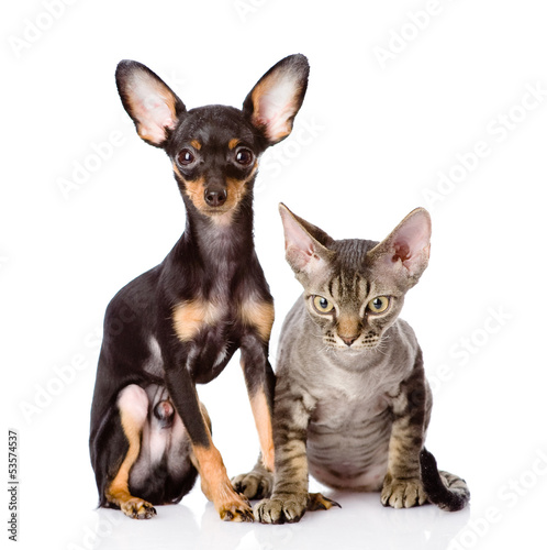 devon rex cat and toy-terrier puppy sitting together. isolated © Ermolaev Alexandr