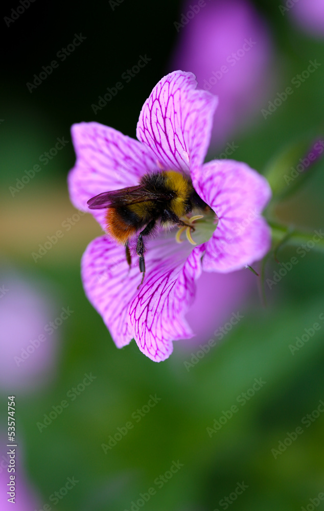Bumble bee in Endres cranesbill (Geranium endressii) Bumble bee in Endres cranesbill (Geranium endressii)