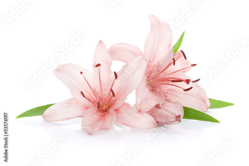 Two pink lily flowers