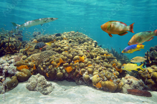 Underwater landscape in a coral reef
