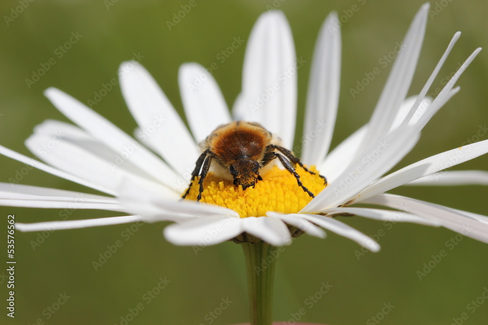 Pinselkäfer auf Margeritenblüte bei Wind Pinselkäfer auf Margeritenblüte bei Wind