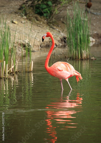 flamant rose de cuba