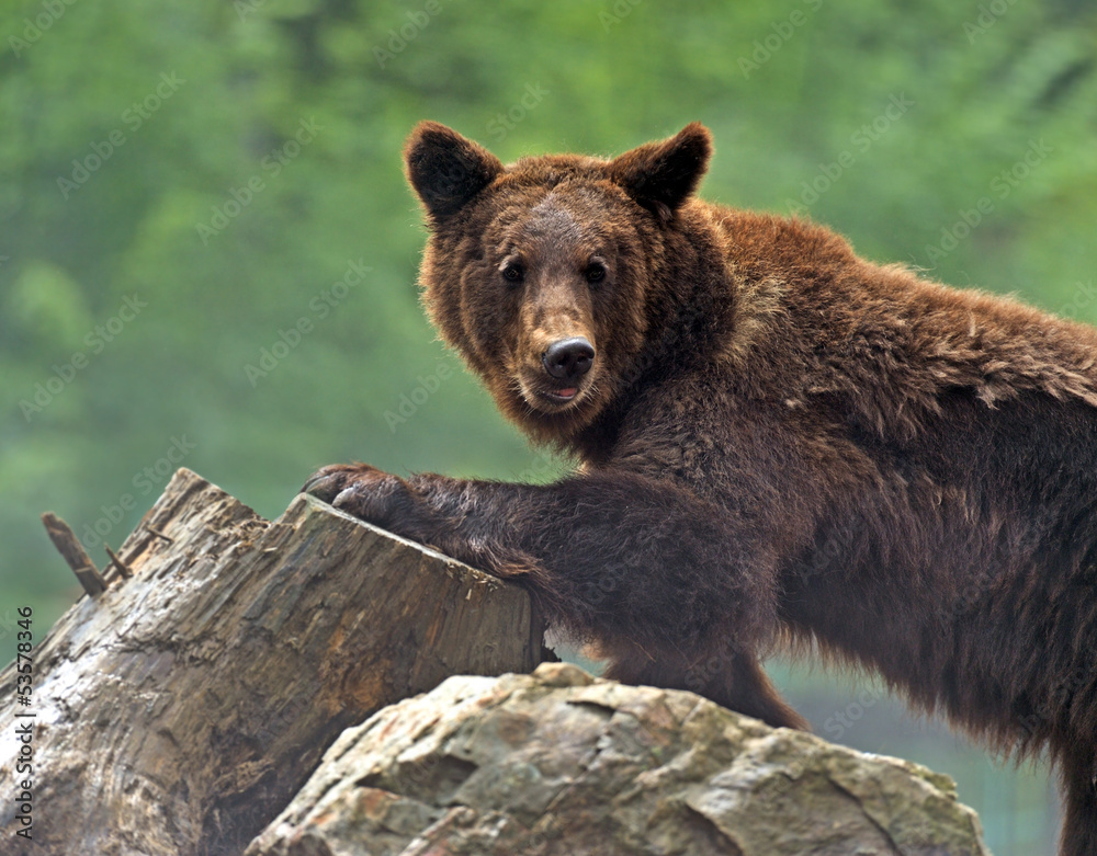 Brown bears in the Carpathians. Brown bears in the Carpathians.