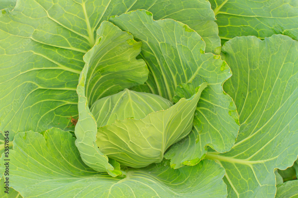 Obraz premium Cabbage