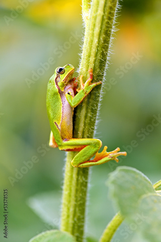 Portrait of a tree frog