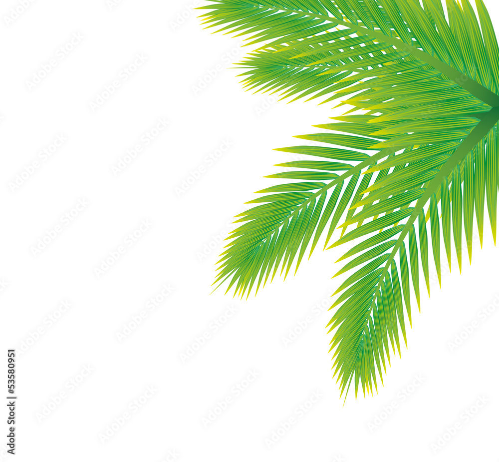 Wunschmotiv: palmenwedel #53580951