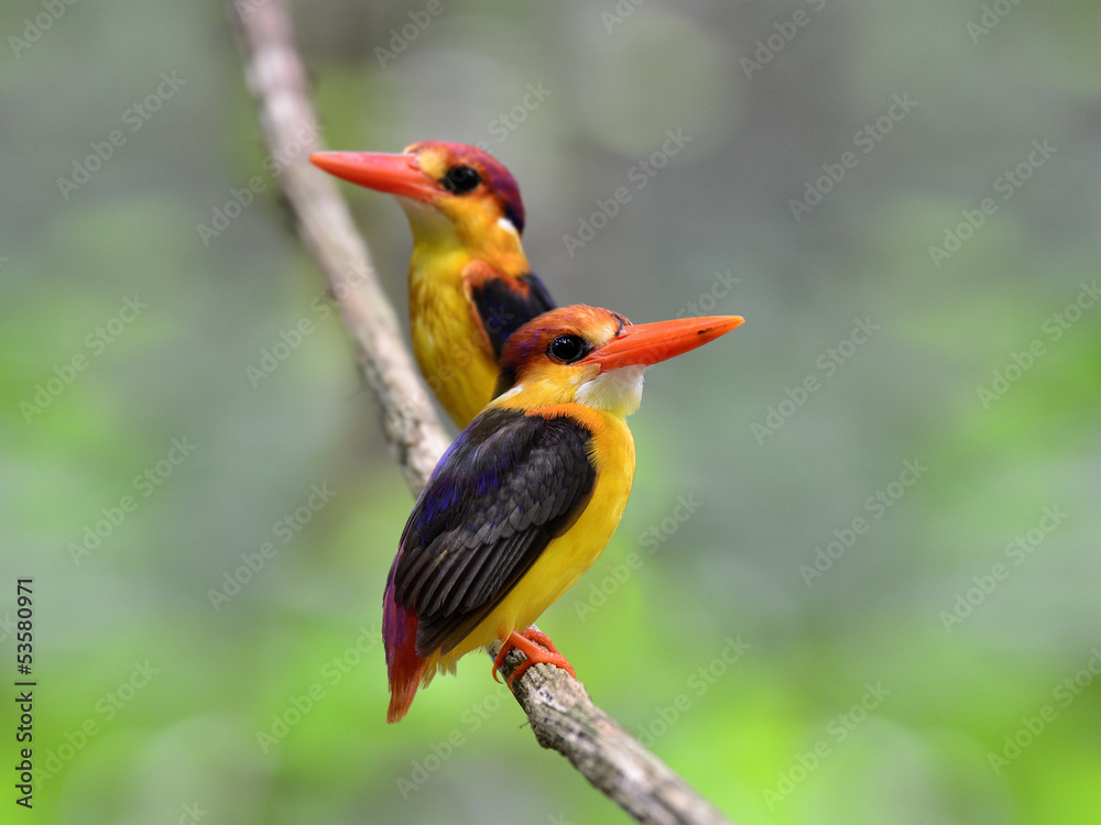 Fototapeta premium A pair of Black-backed Kingfisher, ceyx erithacus, perching on t