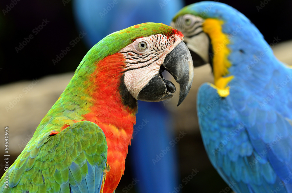 Portrait of Haraequin macaw with blue-and-gold macaw in backgrou