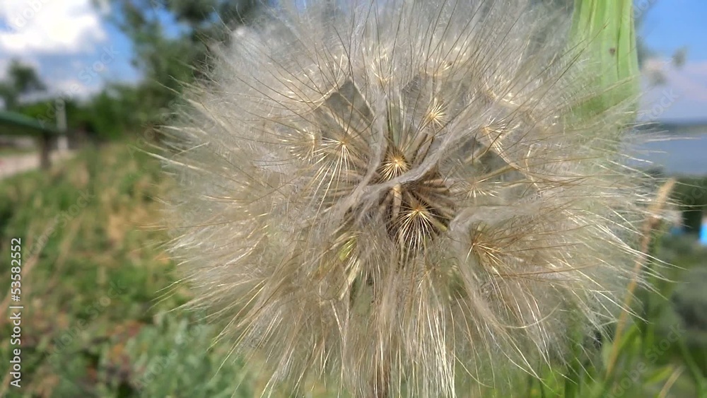 close up dandelion in the breeze close up dandelion in the breeze