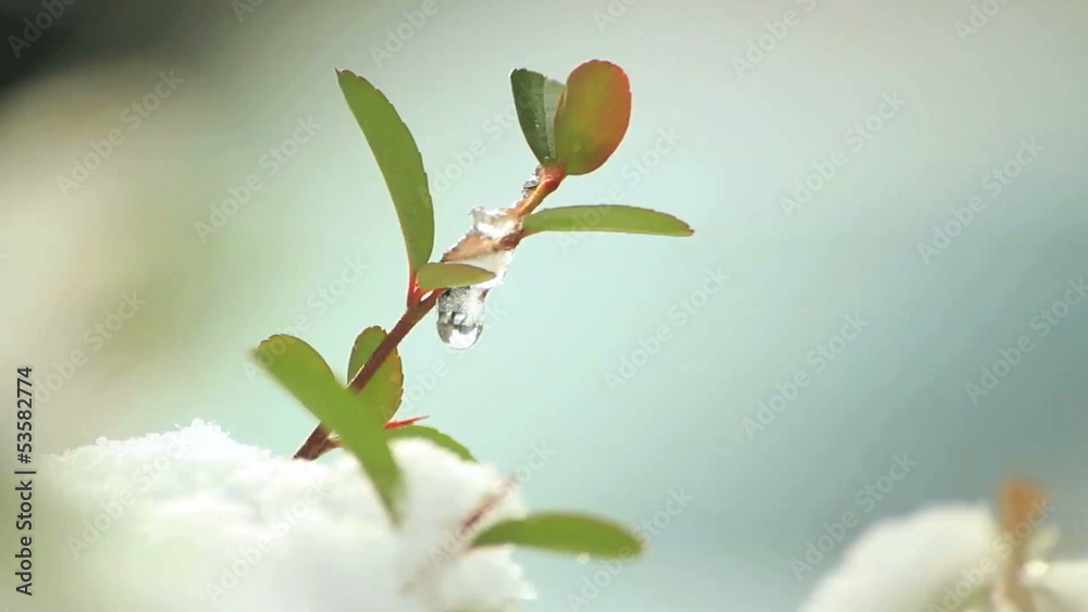 custom made wallpaper toronto digitalMelting snow on leaves. Find similar clips in our portfolio.