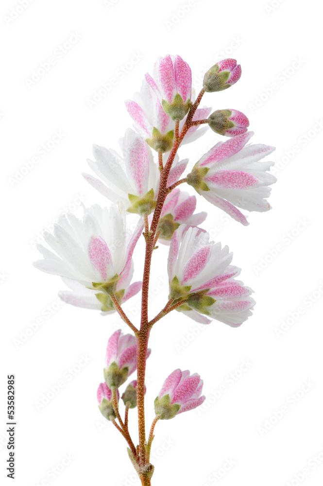 Elegant Pinkish White Fuzzy Deutzia Flowers on White Background Elegant Pinkish White Fuzzy Deutzia Flowers on White Background