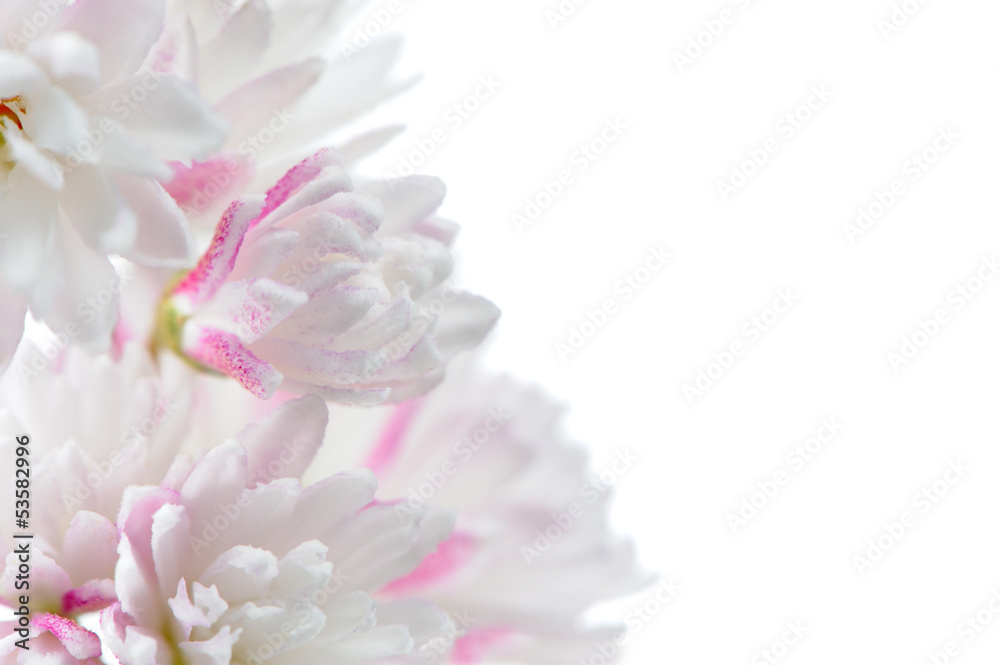 Pretty Pinkish White Deutzia Scabra Flowers on White Background