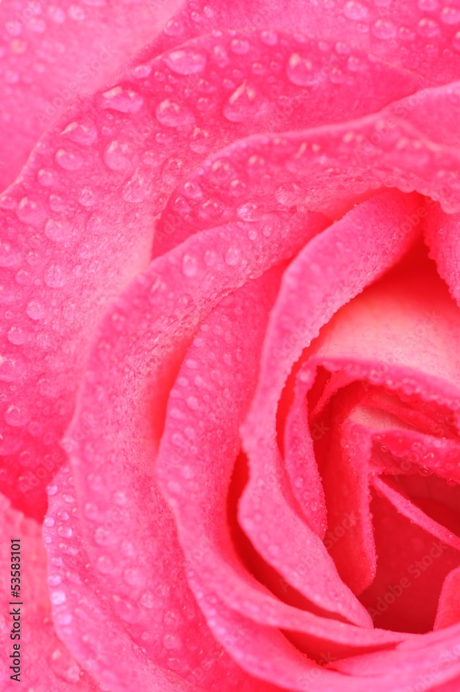 Beautiful Pink Rose with Water Drops Macro Beautiful Pink Rose with Water Drops Macro
